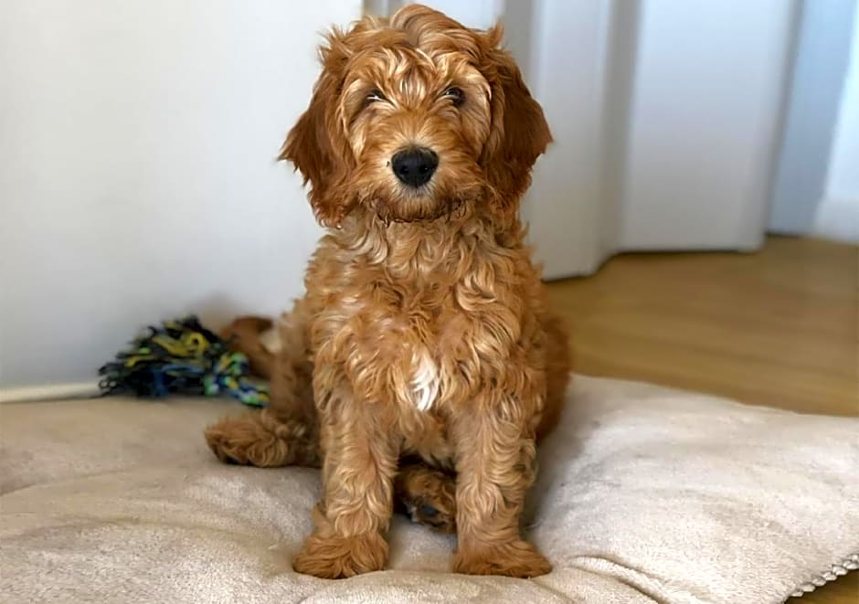 Own Ipanema Visconti