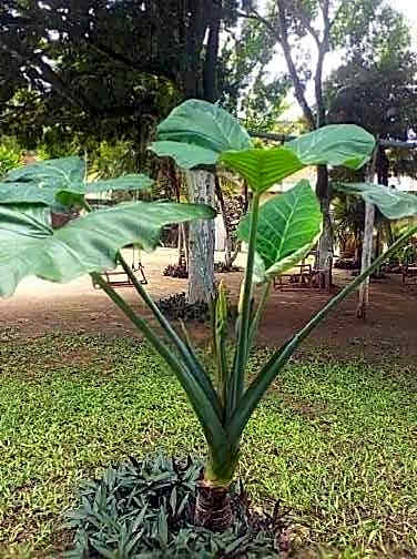 Casa Palagui Colonial