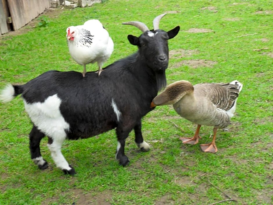 Les Roulottes des Songes de l'Authie