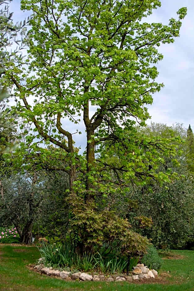 El Rincon del Artista