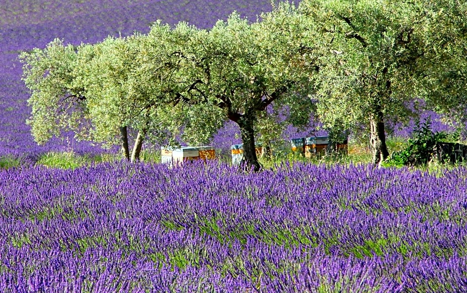 Le Jardin de Celina