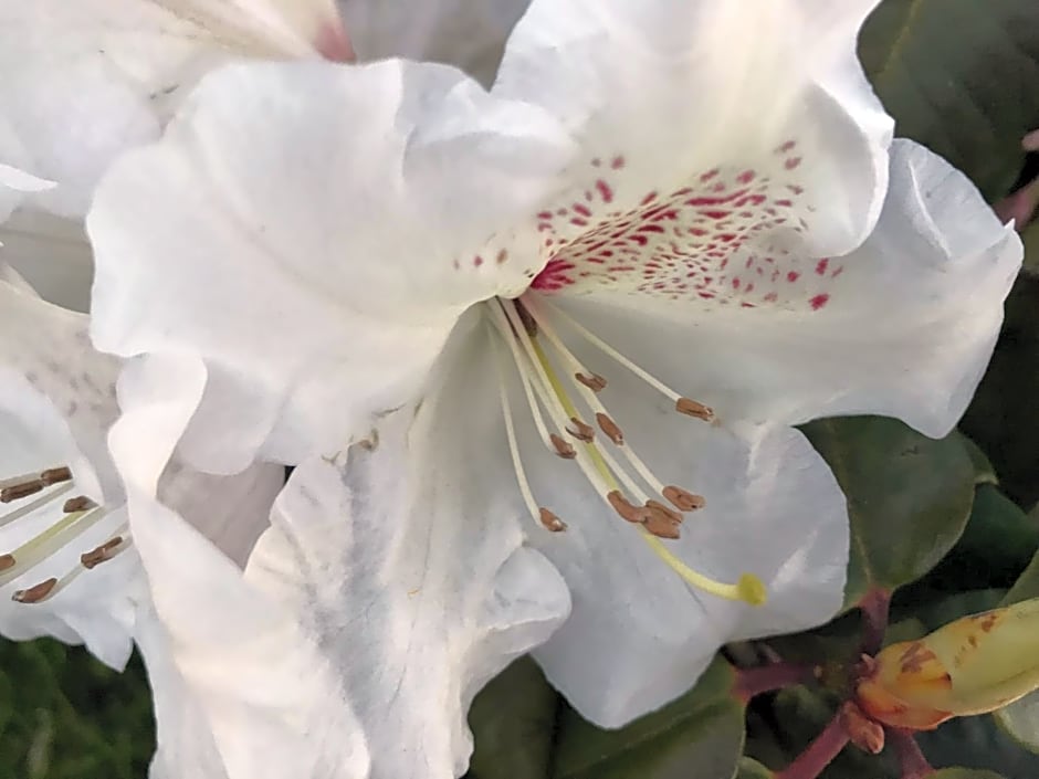 Domki letniskowe u Marty