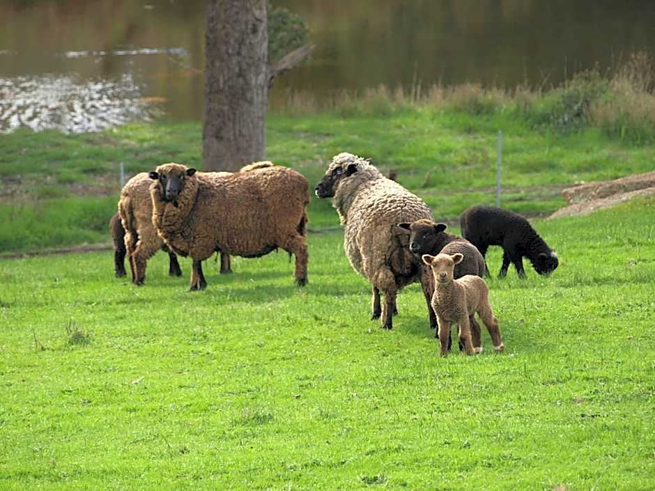 Rickaty on Blackwood