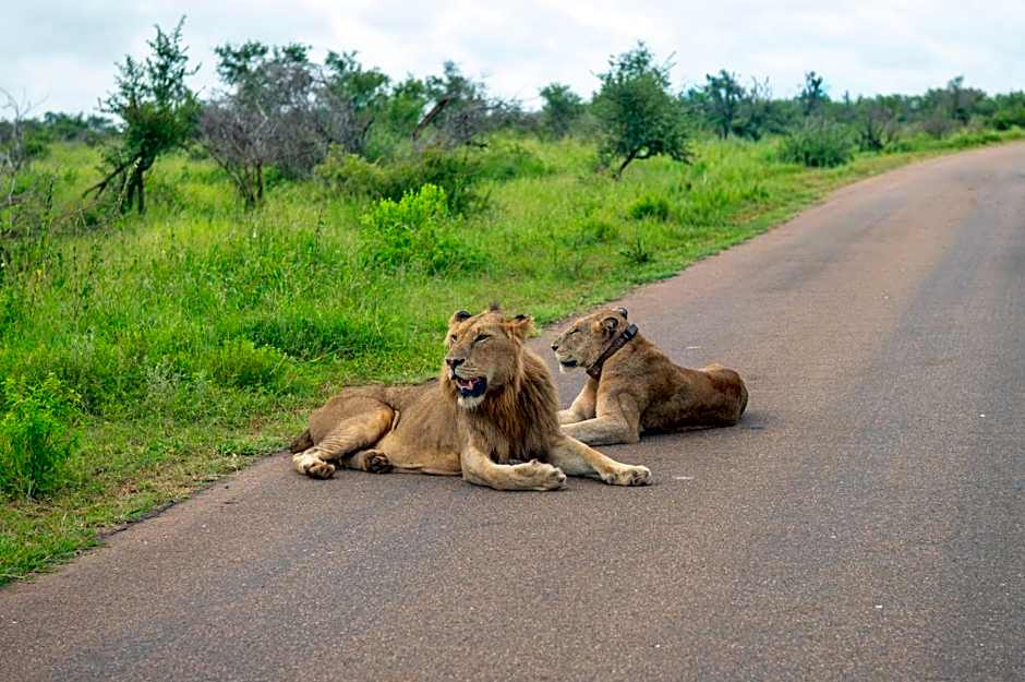 Foxy Crocodile Bush Lodge & Kruger Safaris