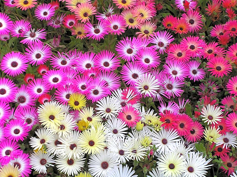 Blue Violet Motor Inn