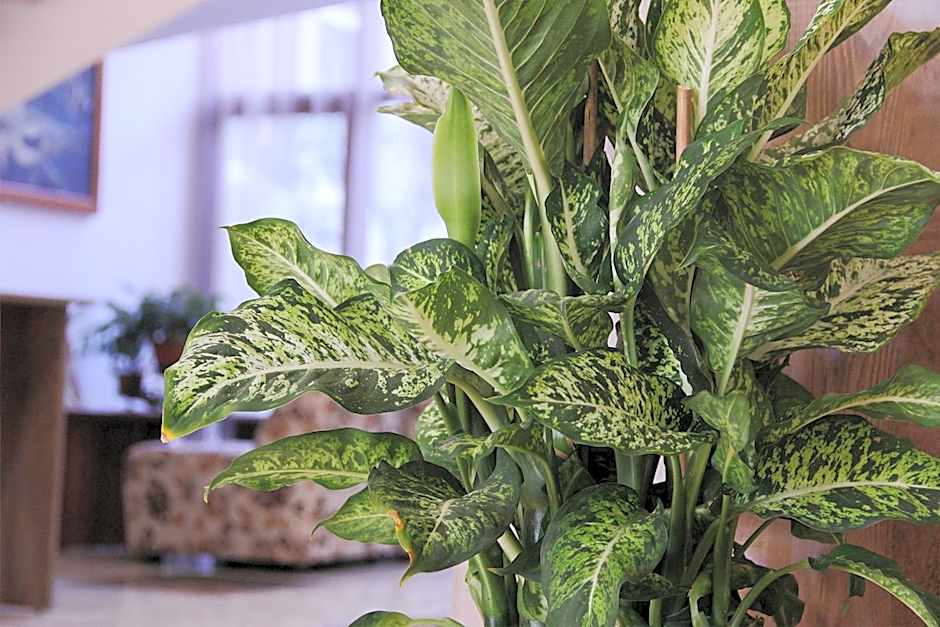 Kamchia Park Hotel - All Inclusive & Free Parking