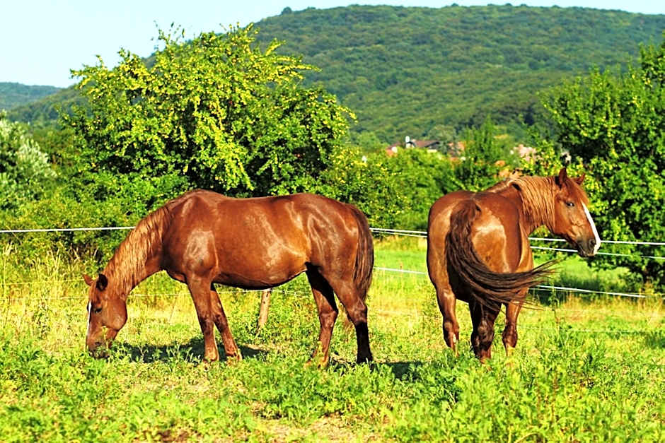 Spa & Pool Apartments Prestige VILLA IVICA