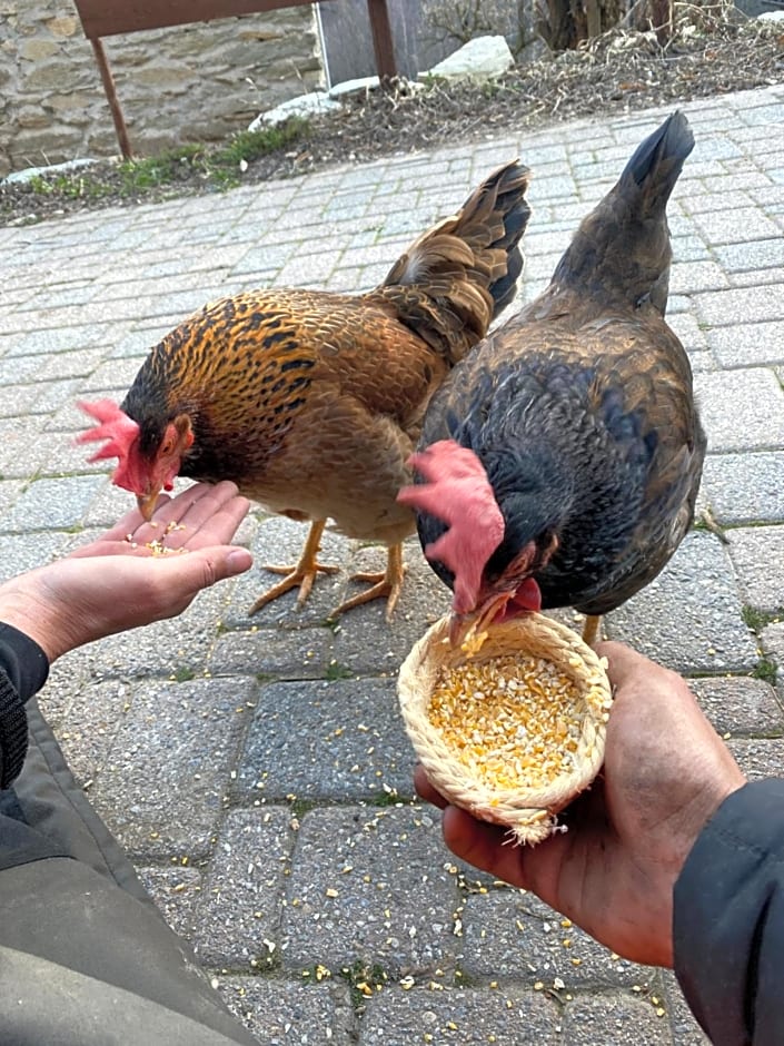 B&B IDUEVAGAMONDI immerso nel bosco tra le MONTAGNE con area benessere come EXTRA