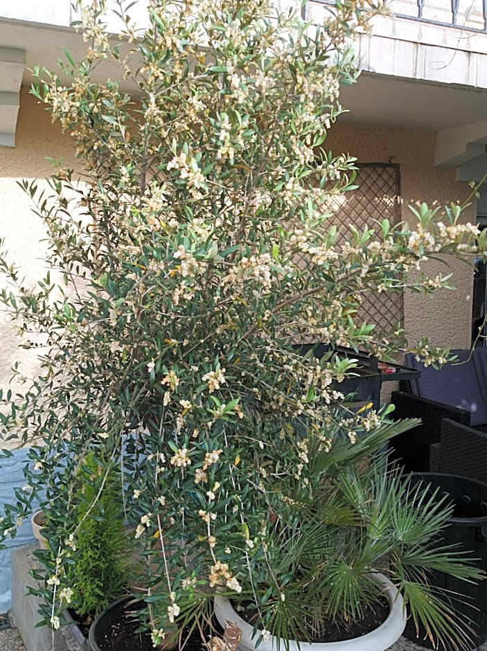 L' Auberge Campagnarde, Lourdes