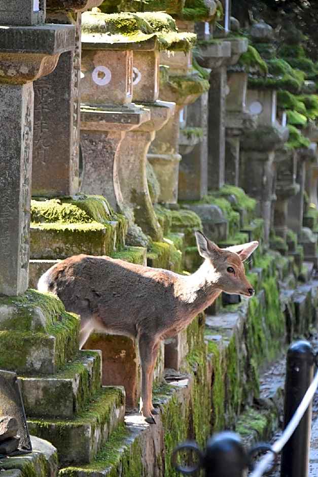 Fufu Nara