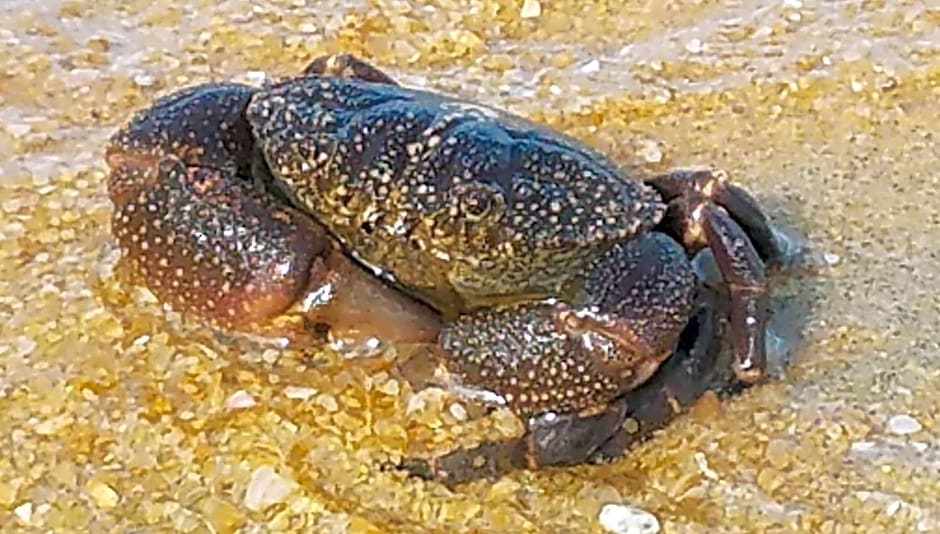 The Beachaven Chalets, Kota Belud