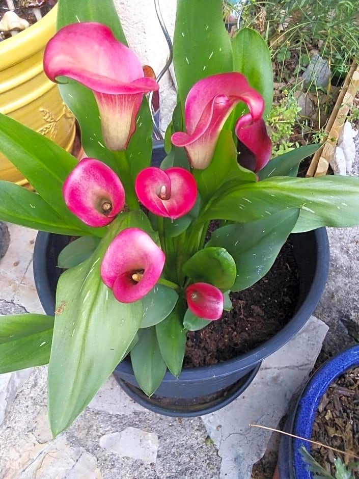 le vallon de bargemon