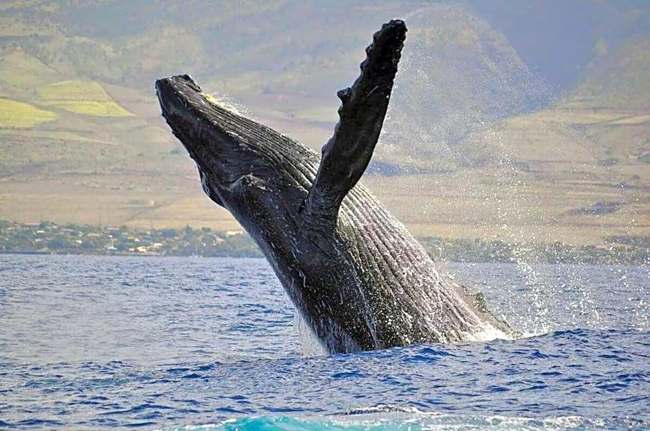 Lauloa 105 · LOA 105 2BD OceanFront Getaway w AC Pool