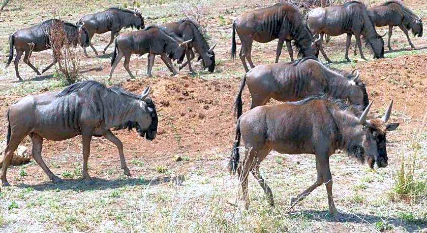 Morokolo Safari Lodge