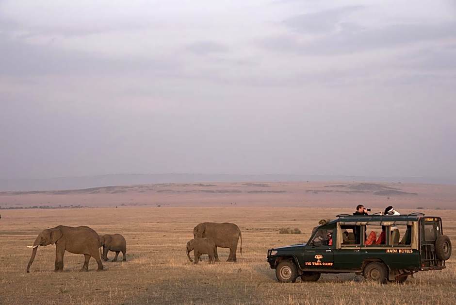 Fig Tree Camp - Maasai Mara