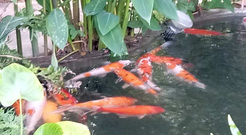 Q Zone Boutique Resort