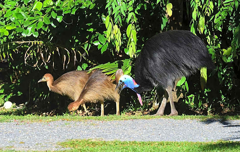 Thornton Beach Bungalows Daintree