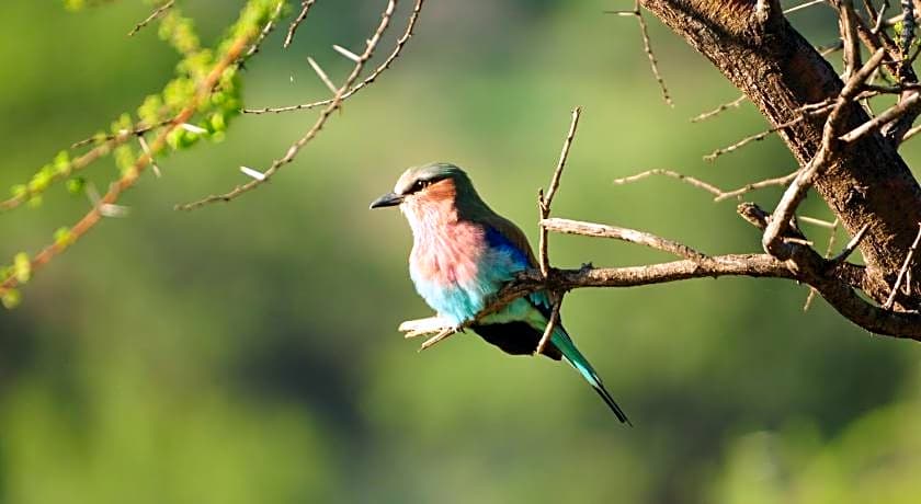 Morokolo Safari Lodge