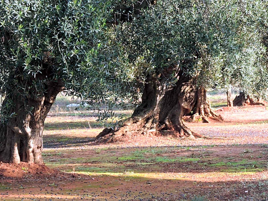 B&B Le Comari Salentine