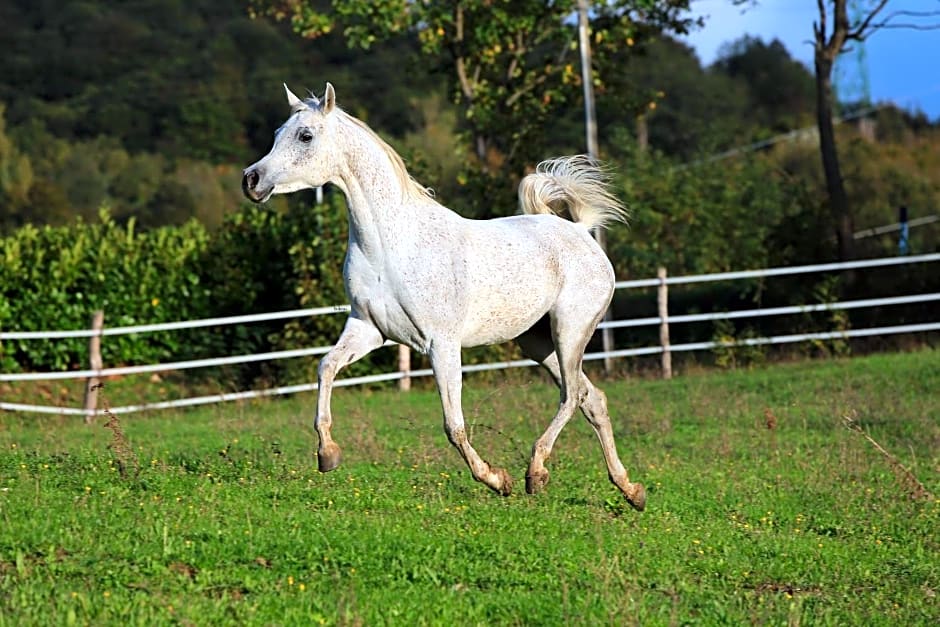 Fattoria Ca' di Fatino