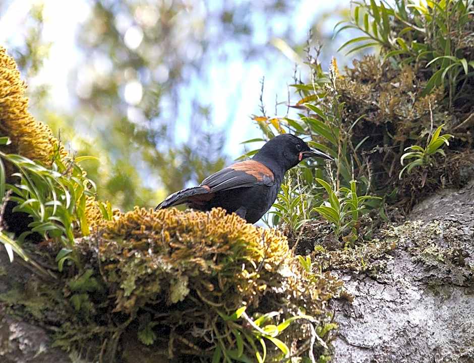 Kowhai Lane Lodge