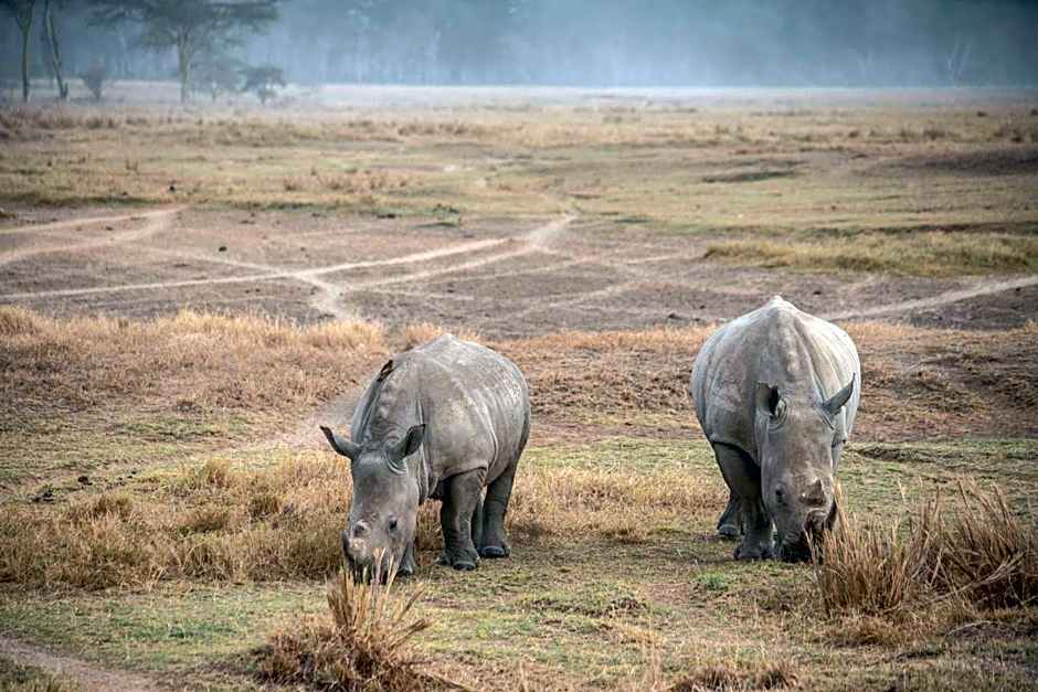 Sarova Lion Hill Game Lodge