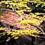 Kurokawa Onsen Oyado Noshiyu