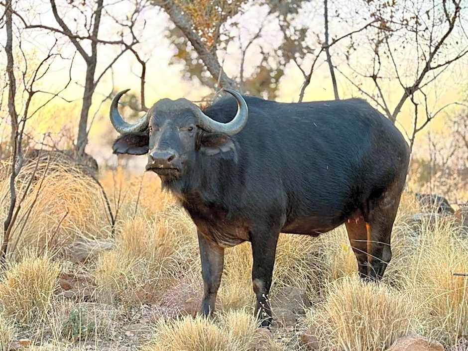 Milkwood Safari Lodge