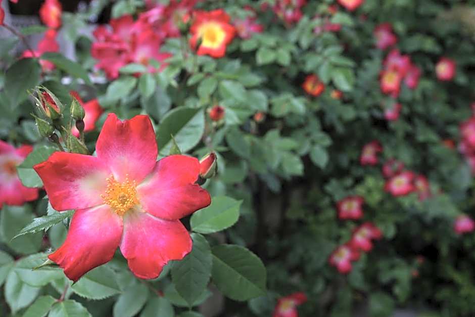 La Quinta de los Cedros