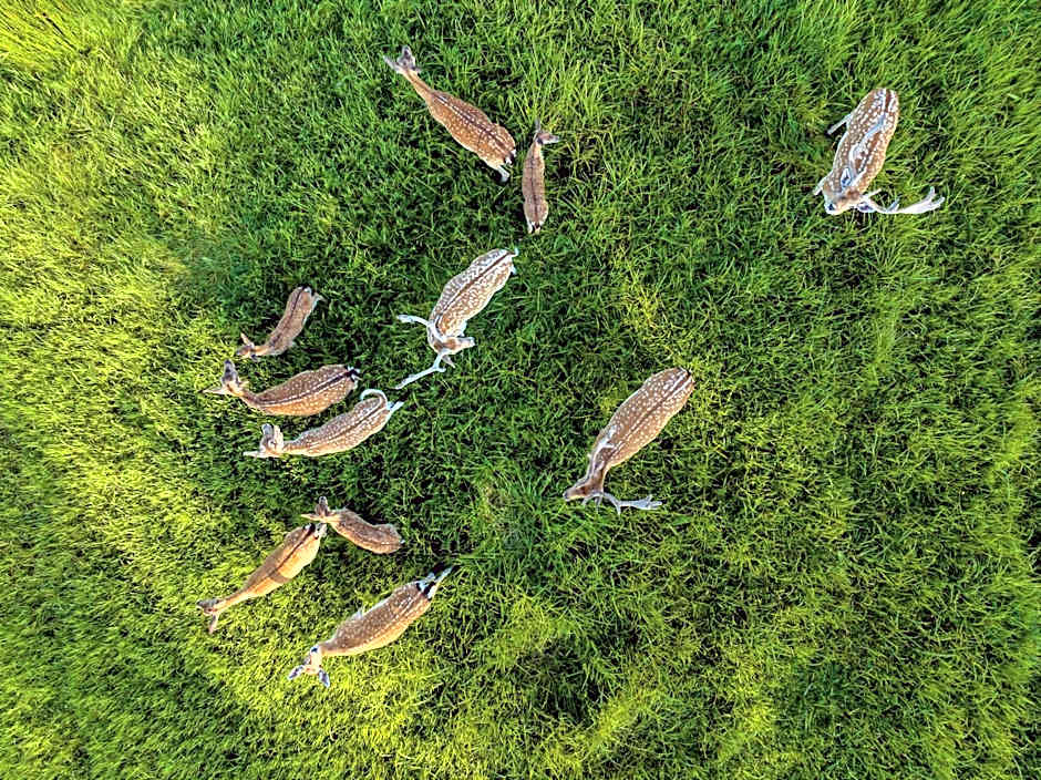 Siedlisko Leszczewek