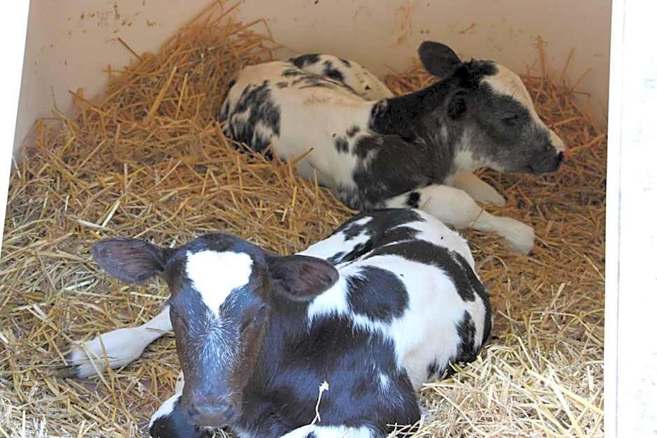 Bed and Breakfast De Volkelse Hooiberg