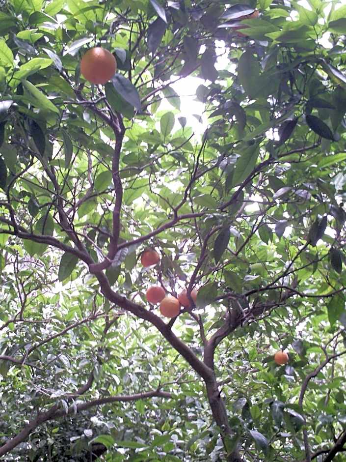 Il Giardino di Tonia - Oplontis Guest House - Bed & Garden -