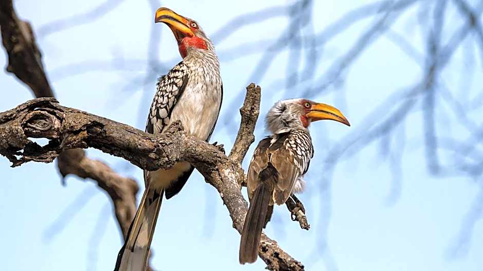 Geiger's Camp in Timbavati Game Reserve by NEWMARK