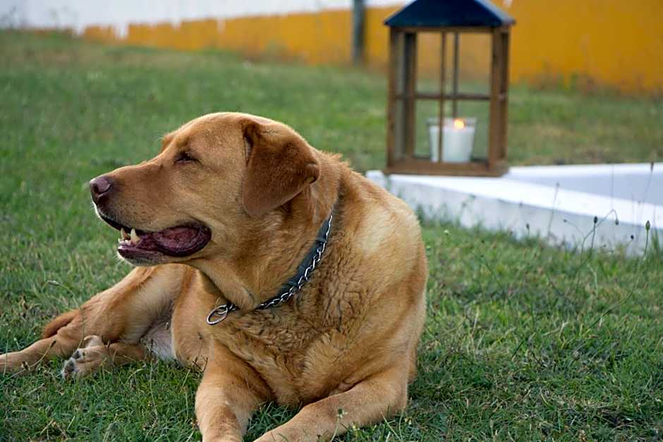 Quinta da Alcaidaria Mor