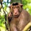 Asim Paris Guesthouse & jungle trekking