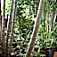 Oskar's Rain Forest Retreat