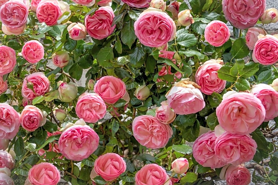 Maison d'hôtes de charme La Rose de Ducey près du Mont Saint Michel