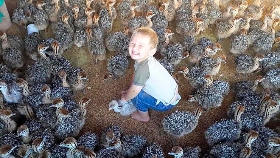 Old Mill Lodge, Seasonal Working Ostrich Farm & Restaurant, Oudtshoorn
