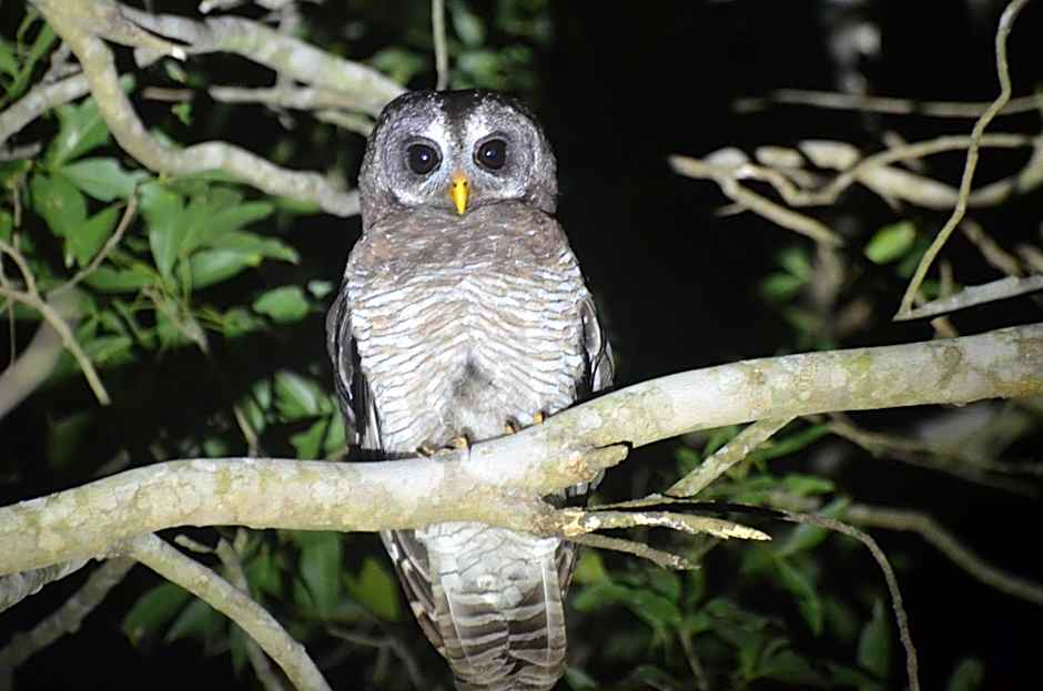 Bushbaby Lodge & Camping