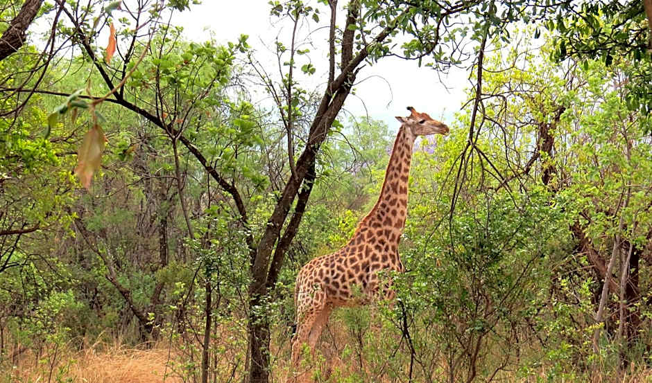 Zebra Nature Reserve