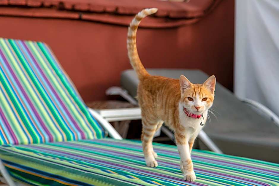 Riad Dar Saad - Hammam & Spa