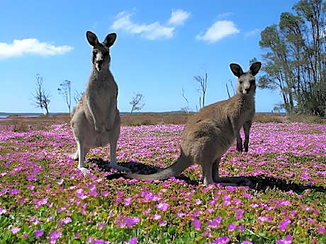 Waterfront Retreat At Wattle Point