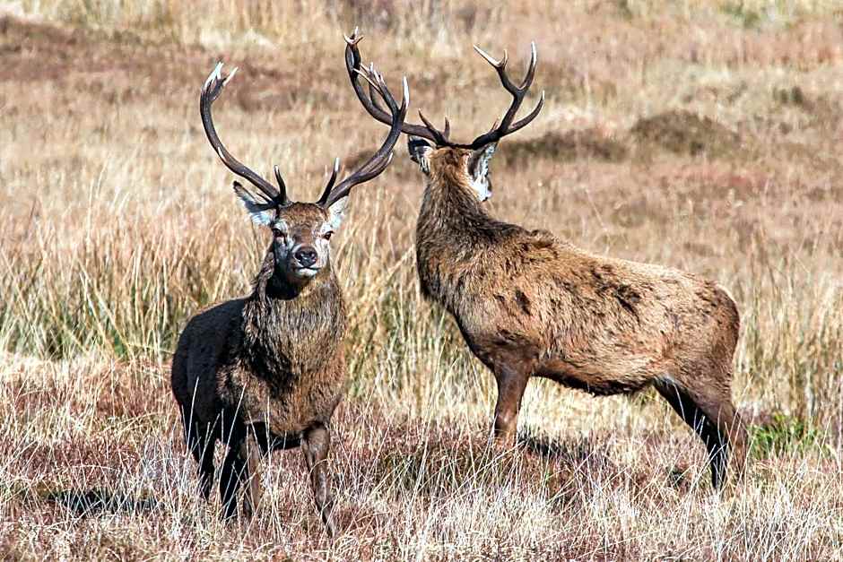 Port Charlotte Hotel