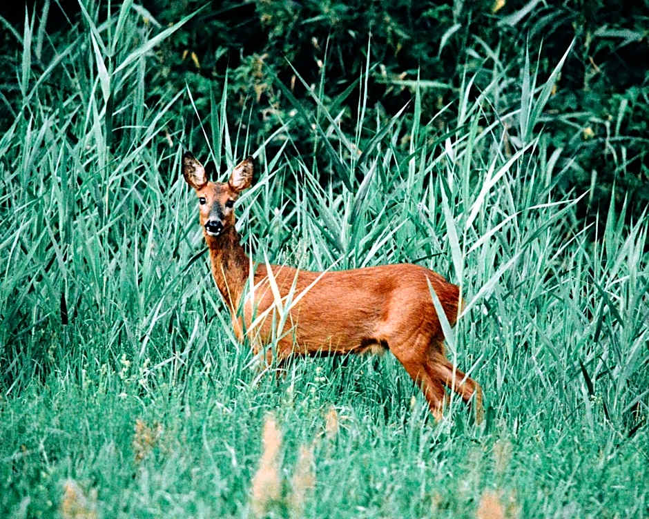Zur Margarethenmühle - Landgasthof und Waldhotel