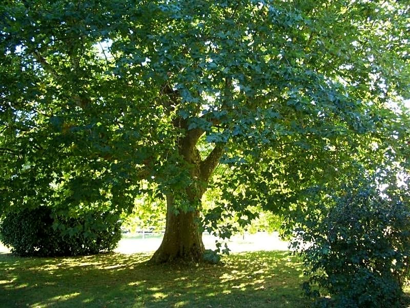 Photo 1 of 32 of Le Platane