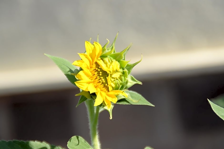 A1 Girasole B&B