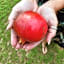 Ruby Granatum