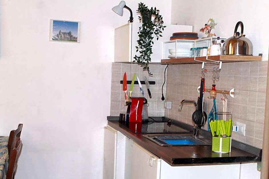 Daffodil in Roma San Pietro