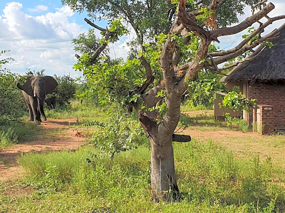 Masorini Bush Lodge & Safari Tents