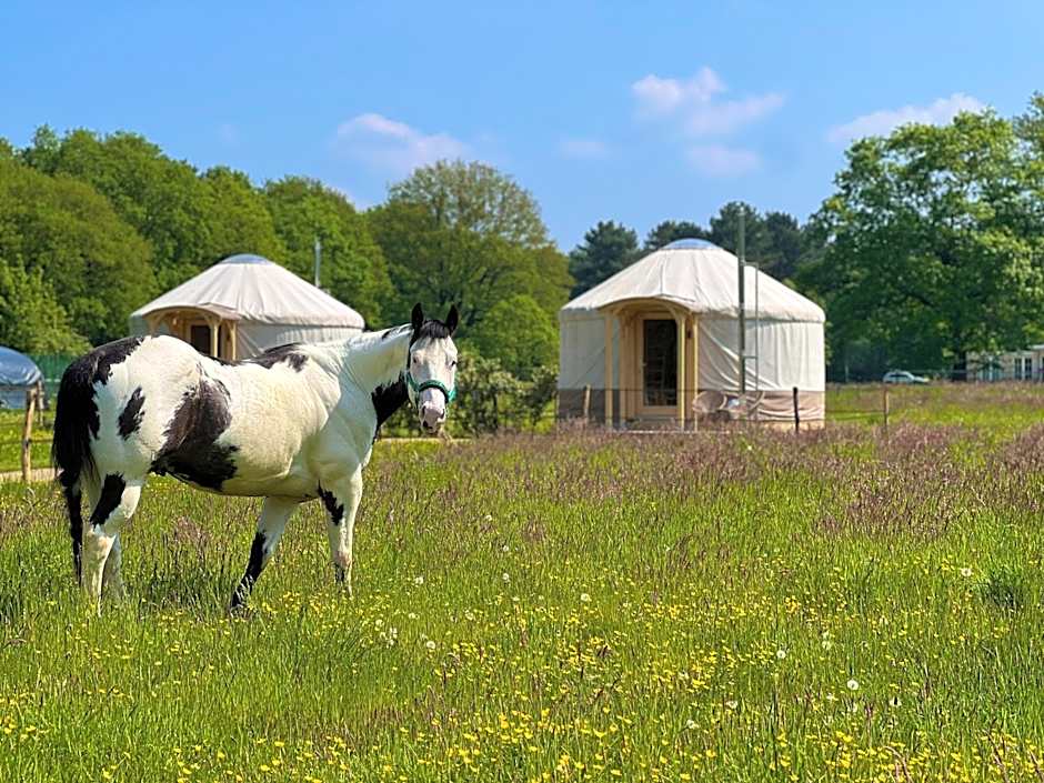 Magnolia Hoeve - Unieke Bestemming voor Paardenliefhebbers en Bijzondere Overnachtingen in de natuur